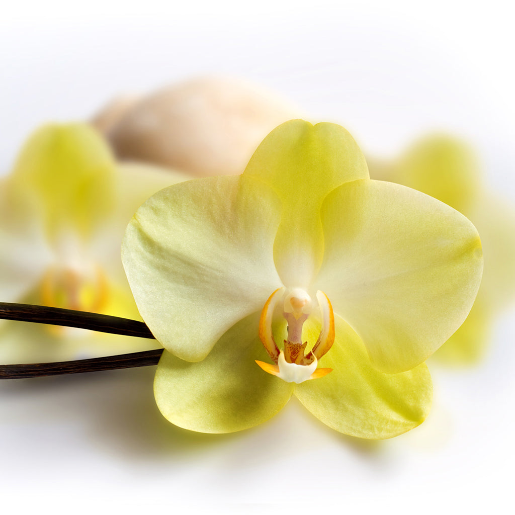 Natural Whipped Shea Butter | Air Freshener & Spray - Butter By Boss